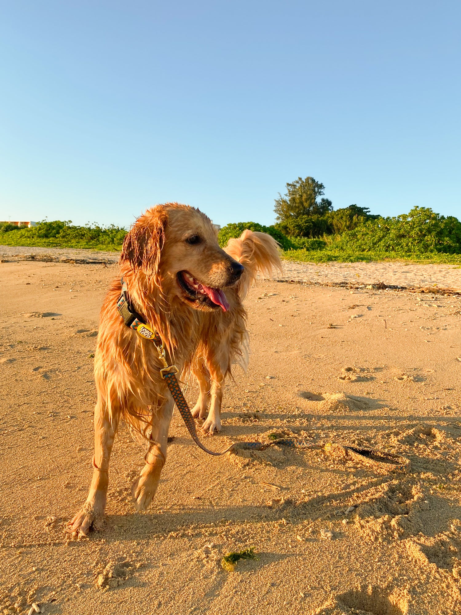 Summer Leash Collection 2025